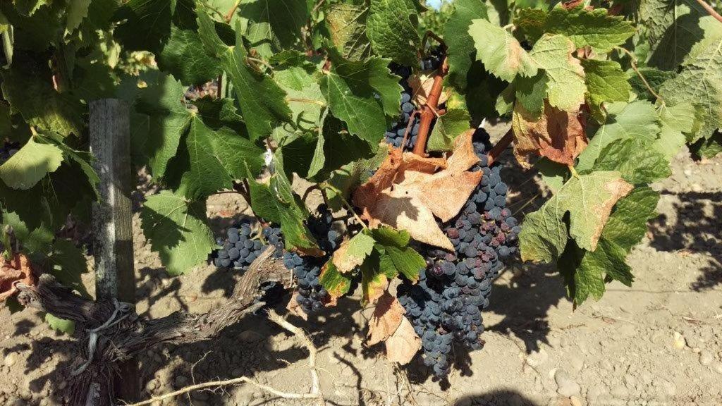 Au Coeur Des Vignobles Acomodação com café da manhã Saint-Estèphe Exterior foto